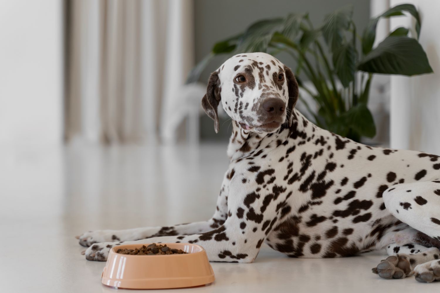 Automatic Feeders vs. Traditional Bowls: Which is Better for Your Pet?