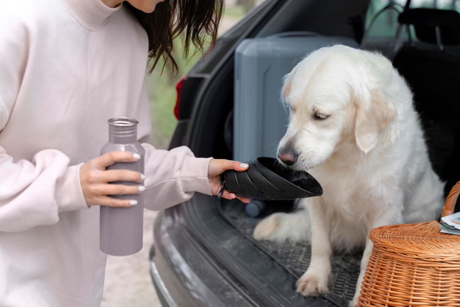 Hydration on the Go: Why Every Pet Owner Needs a Portable Water Bottle